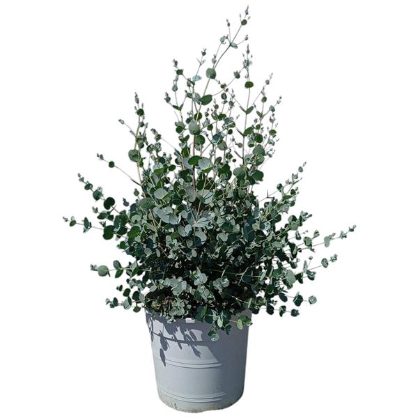 <h4>Eucalyptus gunnii</h4>