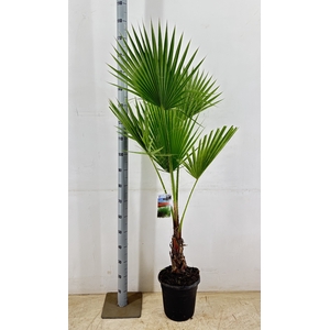 WASHINGTONIA