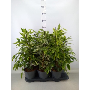 Ficus benja.   ...mix