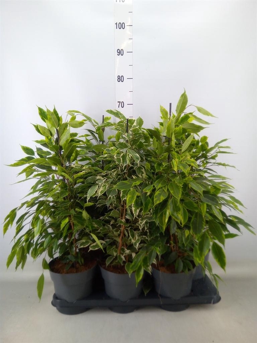 <h4>Ficus benja.   ...mix</h4>