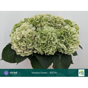 Hydrangea  'Verena'  CL