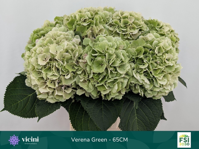 <h4>Hydrangea  'Verena'  CL</h4>