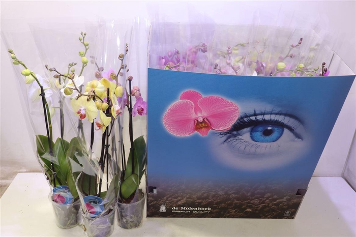 <h4>arr8 Phal Gem 6 Kl</h4>