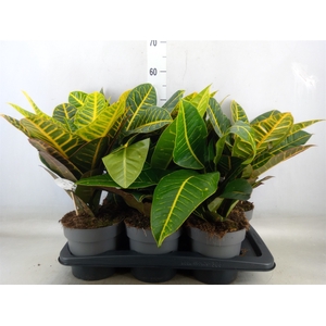 Dieffenbachia seg. 'Reeva'