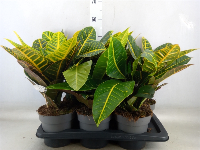 <h4>Dieffenbachia seg. 'Reeva'</h4>