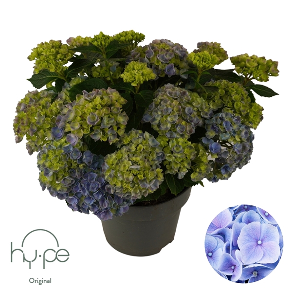 <h4>Hydrangea Mophead Blue 10+ | Hy-pe Original</h4>