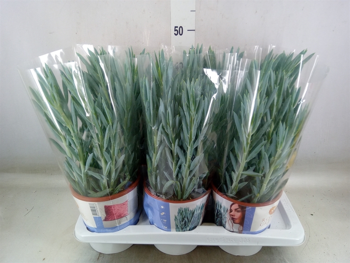 <h4>Curio ficoides 'Mount everest'</h4>