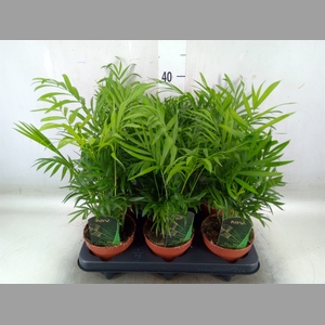Chamaedorea elegans