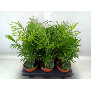 Chamaedorea elegans