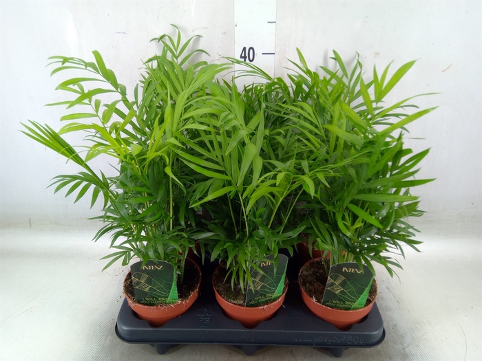 <h4>Chamaedorea elegans</h4>