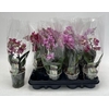 Phal Gem