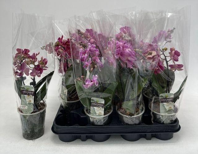 Phal Gem