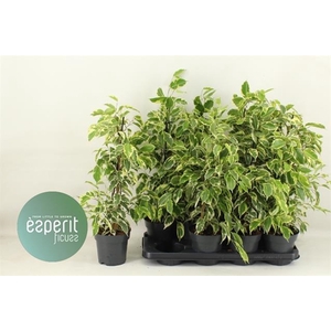 Ficus benjamina Samantha 14Ø 56cm 3pp