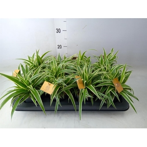 Chlorophytum com. 'Ocean'