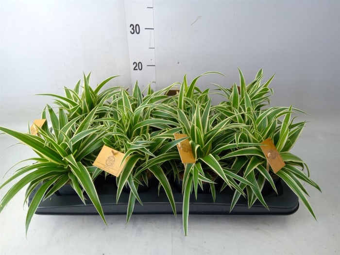 <h4>Chlorophytum com. 'Ocean'</h4>
