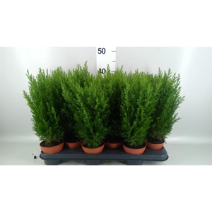 Chamaecyparis laws. 'Ellwoodii'