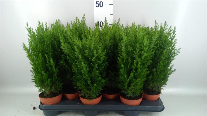 Chamaecyparis laws. 'Ellwoodii'