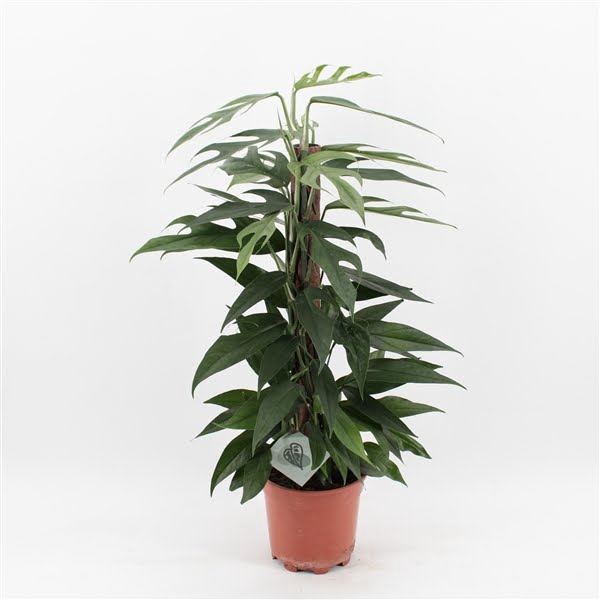 <h4>Epipremnum Pinnatum Baltic Blue Mosstok</h4>