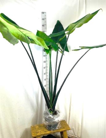 Aloc Black Zebrina