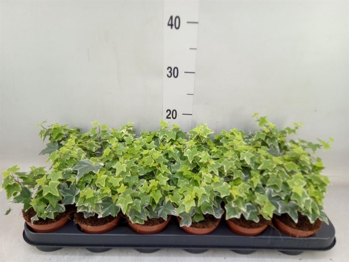 <h4>Hedera helix 'Eva'</h4>