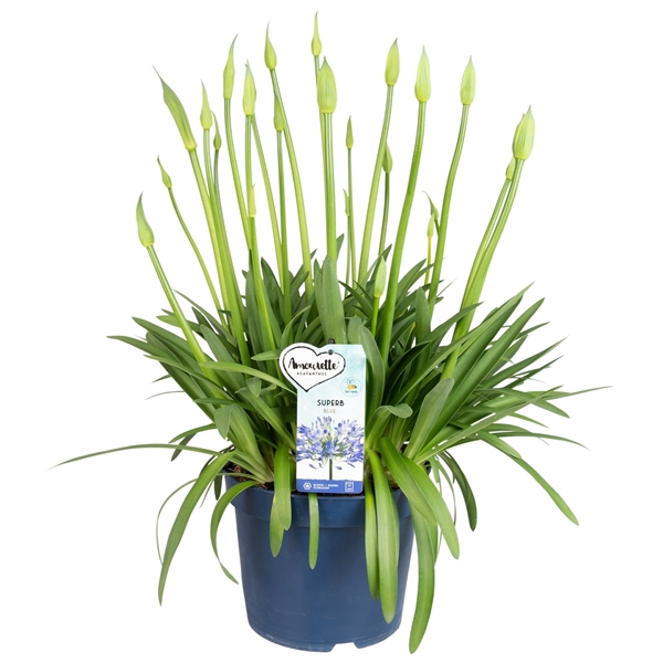 <h4>Agapanthus Amourette Superb Blue, 12+ tak</h4>