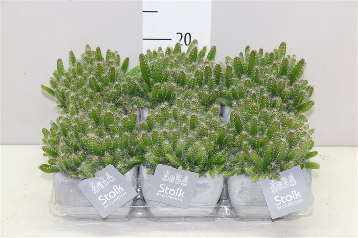 <h4>Hylocereus Undatus Stone Keramiek</h4>
