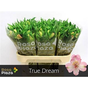 Alstroemeria True Dream