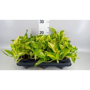 Epipremnum pinn. 'Hicolor'