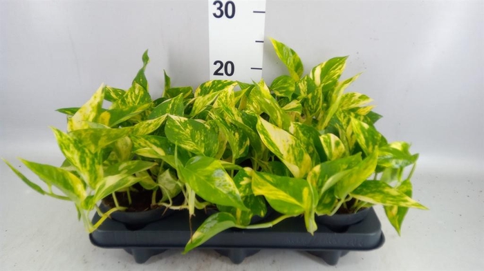 <h4>Epipremnum pinn. 'Hicolor'</h4>