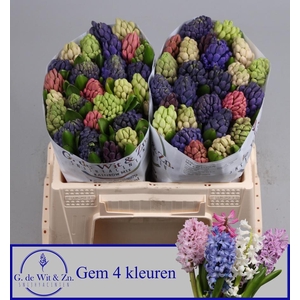 HYAC GEM 4 KLEUREN