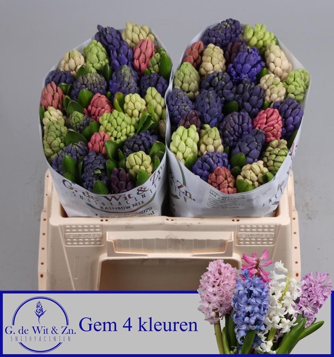 <h4>HYAC GEM 4 KLEUREN</h4>
