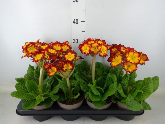 <h4>Primula elat.</h4>