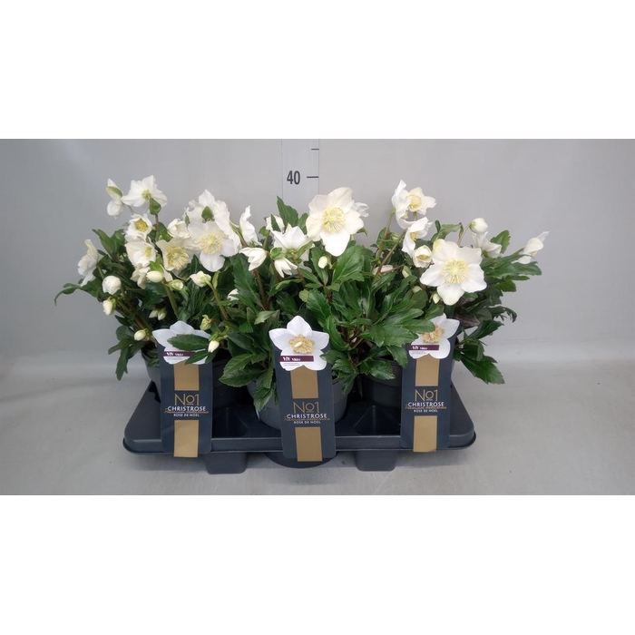 <h4>Helleborus niger 'Viv Viktor'</h4>