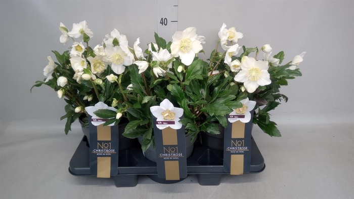 <h4>Helleborus niger 'Viv Viktor'</h4>