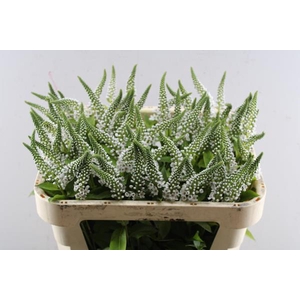 Lysimachia Moonlight (wit)klep