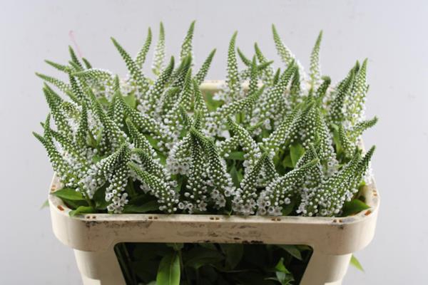<h4>Lysimachia Moonlight (wit)</h4>