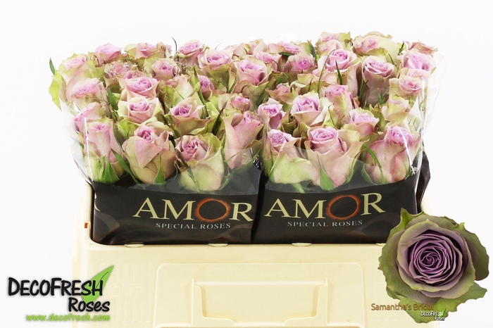 <h4>R Gr Samantha Bridal</h4>