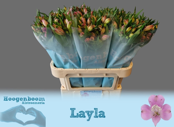 <h4>Alstroemeria layla</h4>