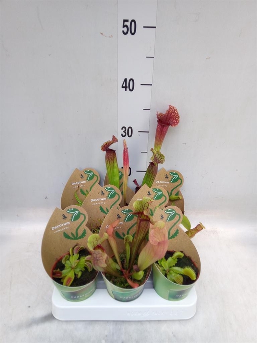 <h4>Vleesetende planten</h4>