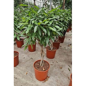 Ficus Amstel King