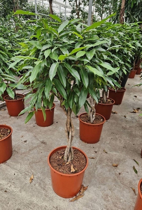 <h4>Ficus Amstel King</h4>