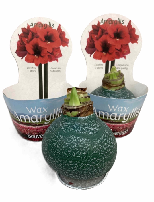 HIPPEASTRUM-HYBRID P14