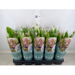 Spathiphyllum  'Bellini'