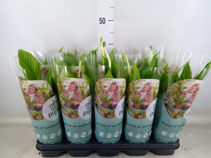 <h4>Spathiphyllum  'Bellini'</h4>