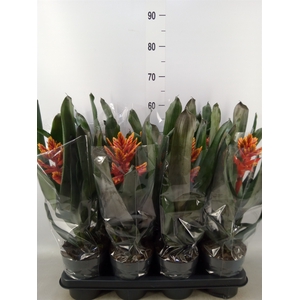 Aechmea  'Pepita Elegant Flames'