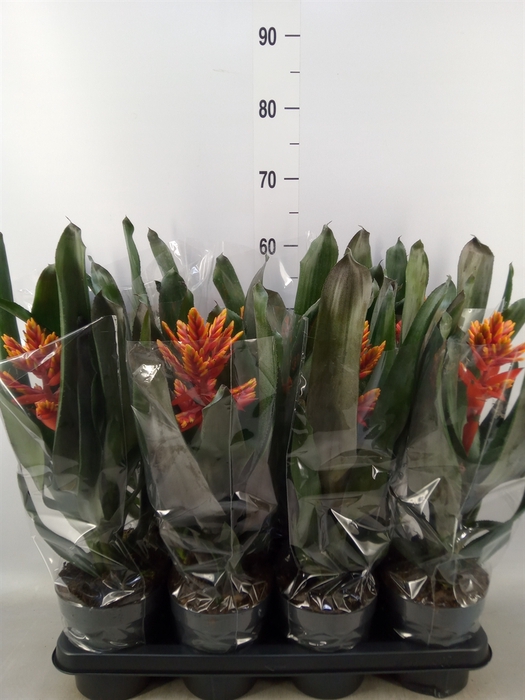 <h4>Aechmea  'Pepita Elegant Flames'</h4>