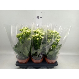 Kalanchoe  'Sunny White'