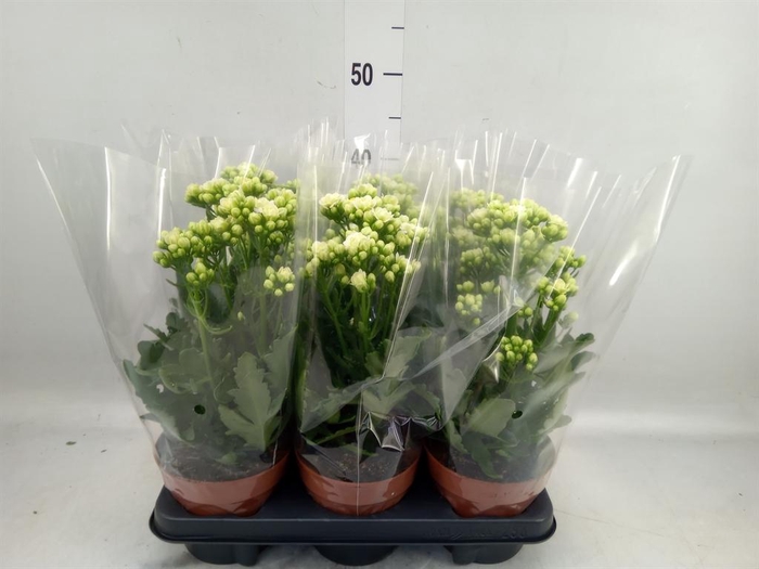 <h4>Kalanchoe  'Sunny White'</h4>