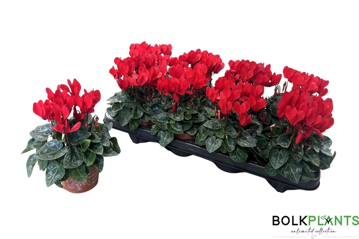 <h4>CYCL KL SUP COMPACT</h4>