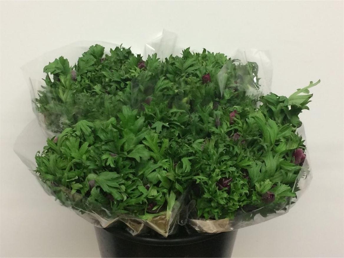 <h4>Anem Co Mar Cerise</h4>